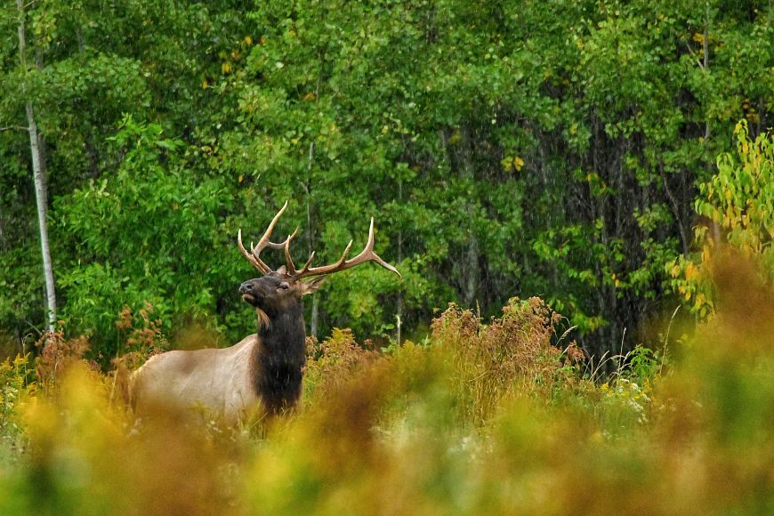 Apply For 2022 Elk Season Wisconsin DNR